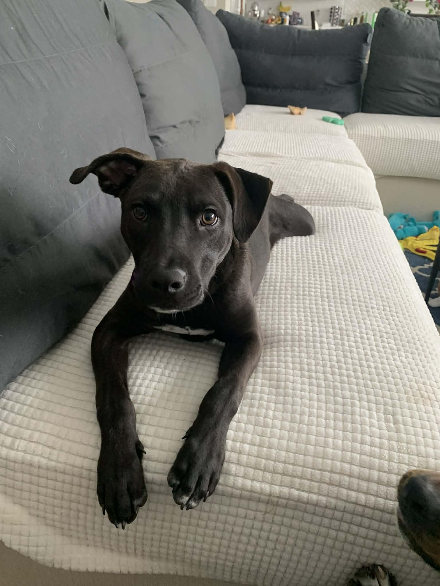 Enlarge Kayce, a Adoptable Pit Bull Terrier in Minneapolis, MN image 2/3