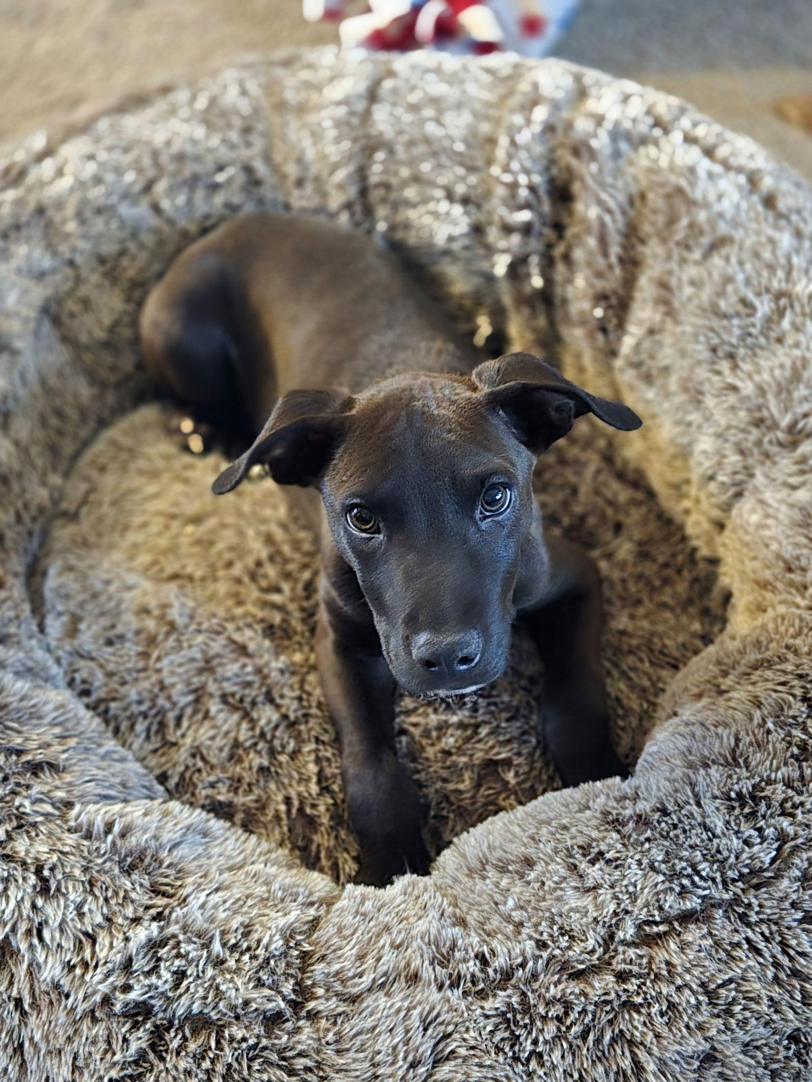 Enlarge Kayce, a Adoptable Pit Bull Terrier in Minneapolis, MN image 3/3