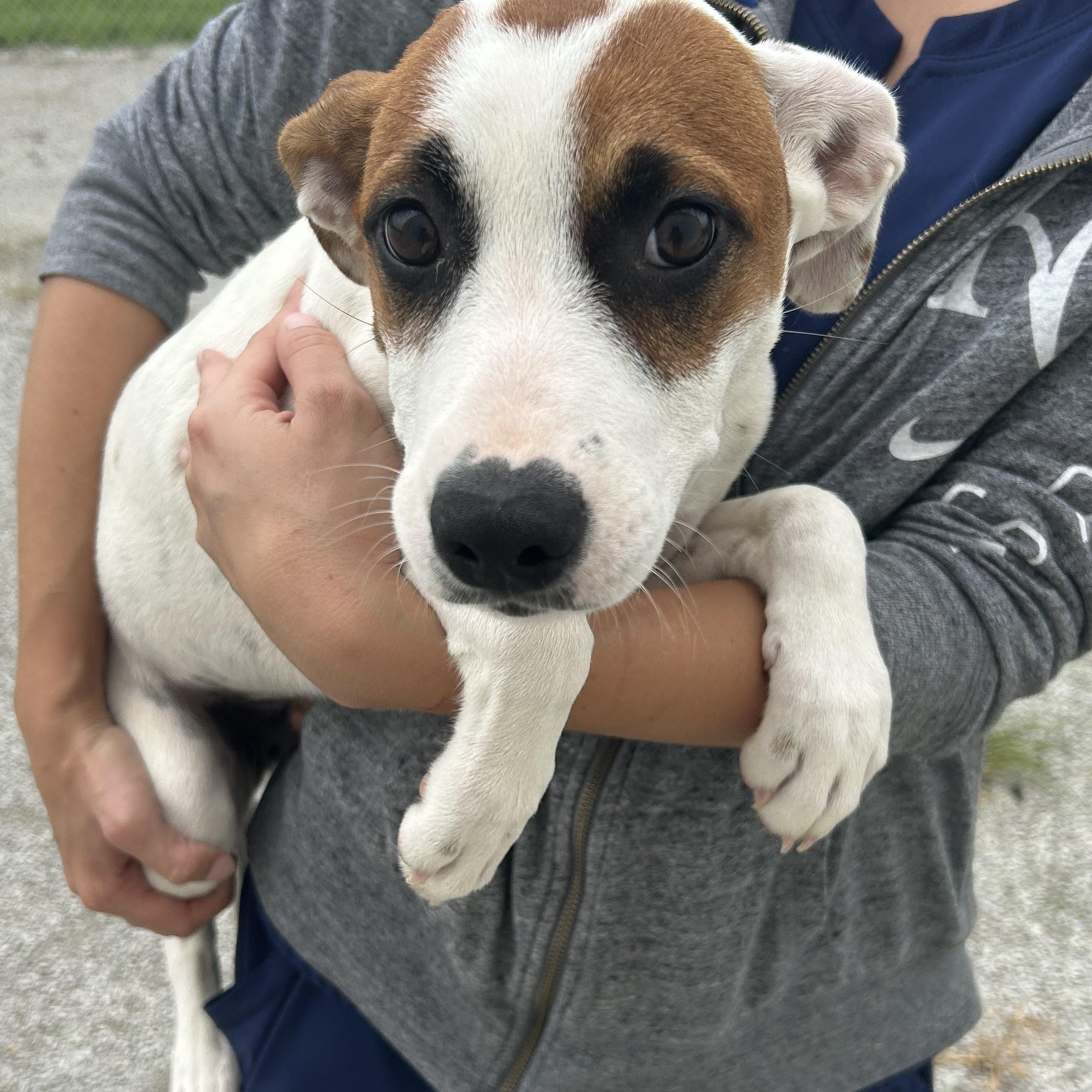 Enlarge Iyla, a Adoptable mixed breed in Trenton, MO image 1/1
