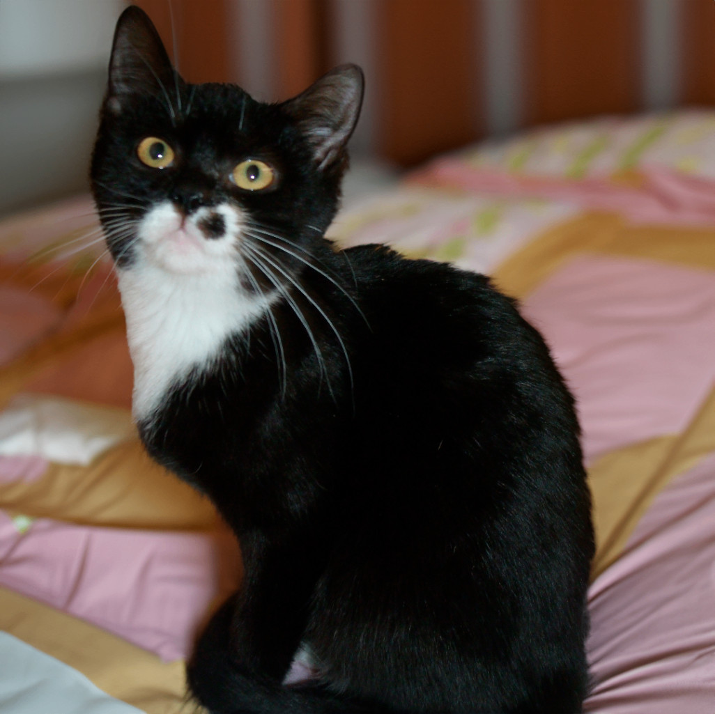 Petunia S, a Adoptable Domestic Short Hair in Somerset, KY image 5/5