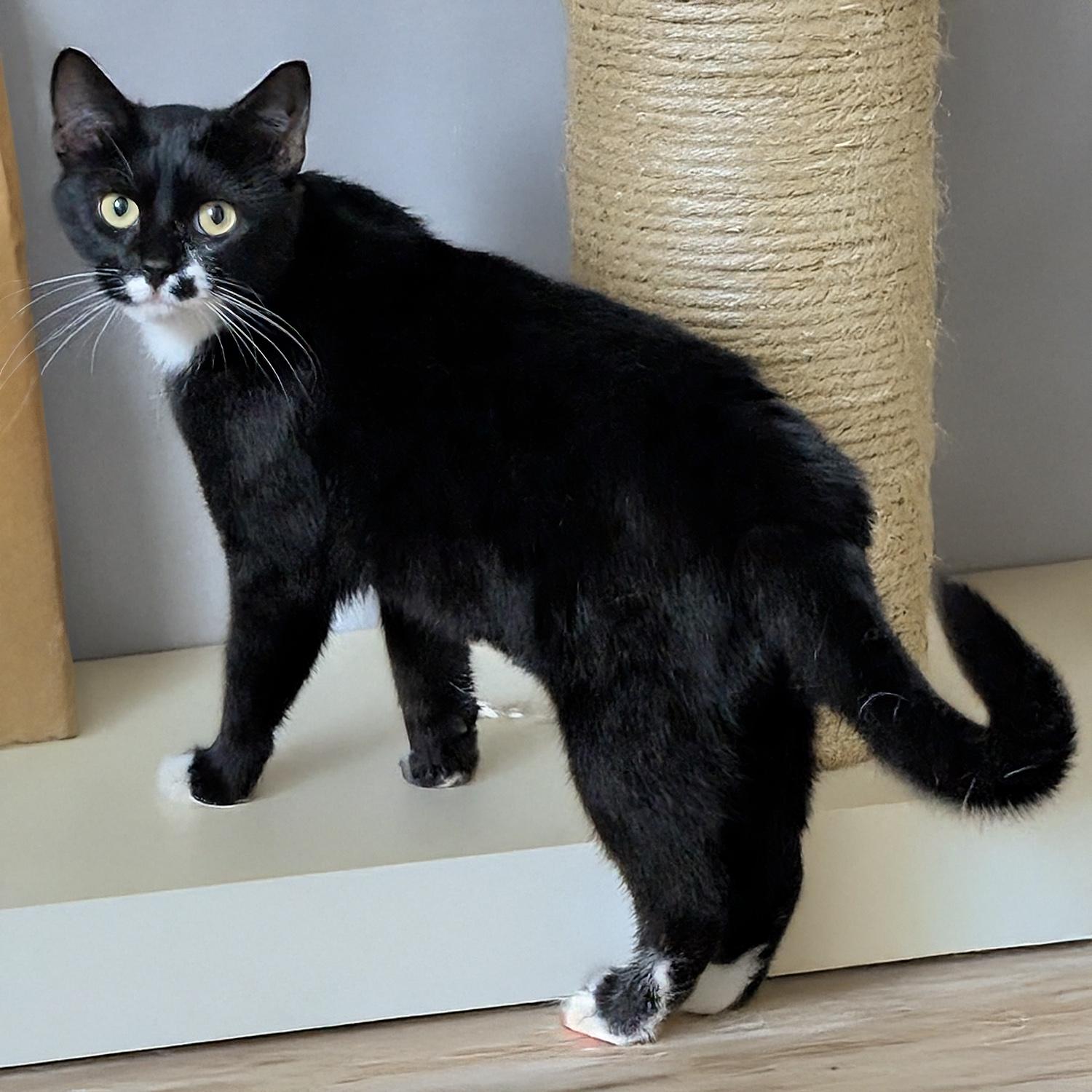 Petunia S, a Adoptable Domestic Short Hair in Somerset, KY image 3/5