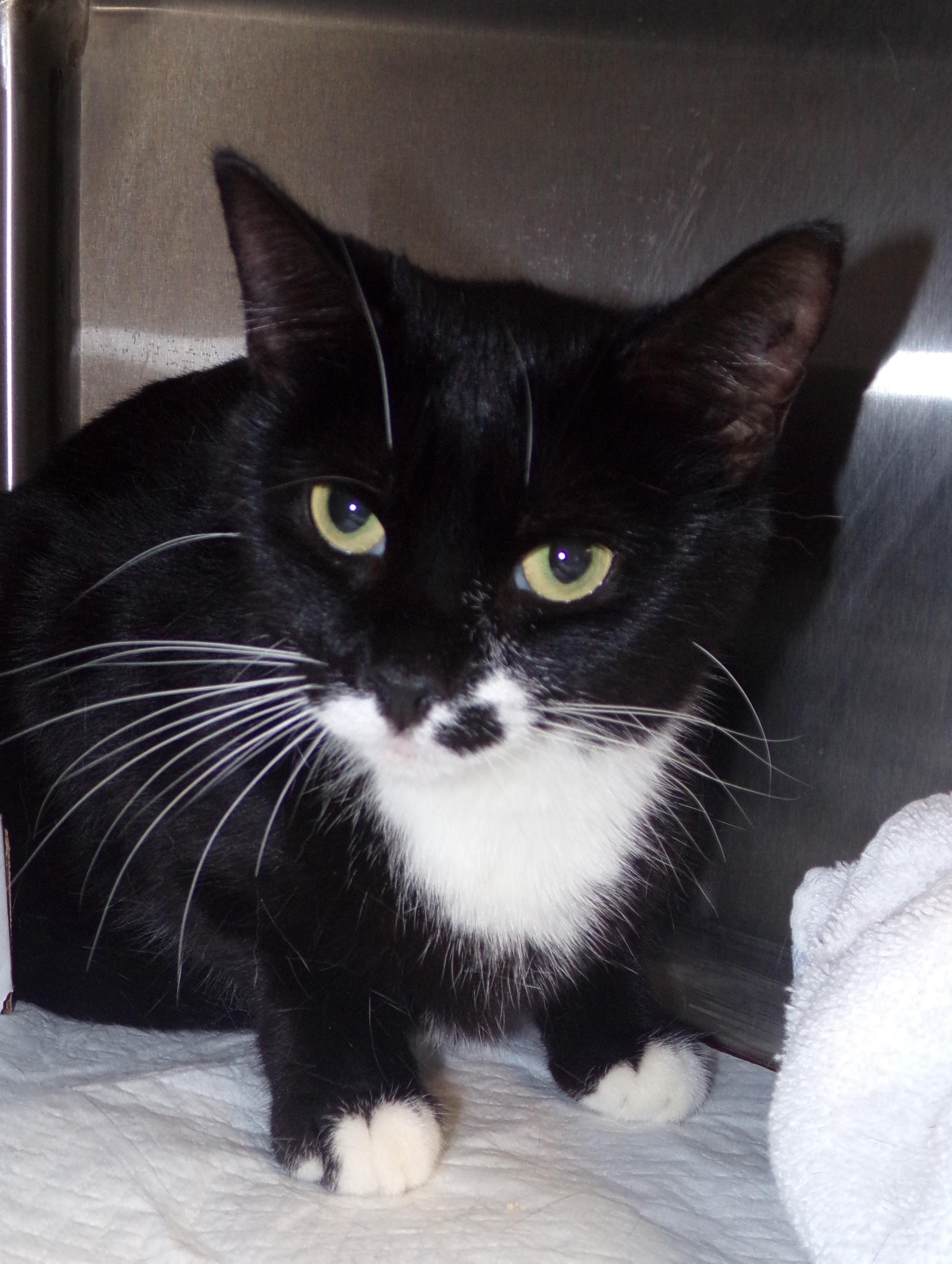 Petunia S, Adoptable, Young Female Domestic Short Hair.