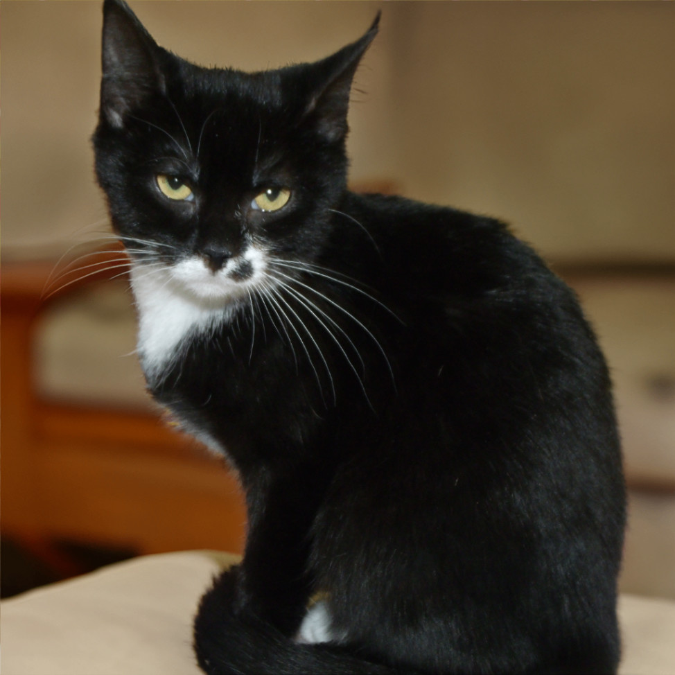 Petunia S, a Adoptable Domestic Short Hair in Somerset, KY image 4/5