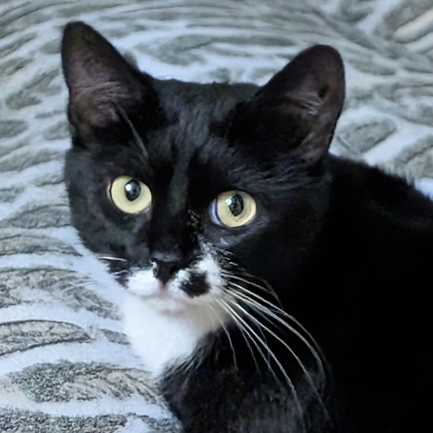 Petunia S, Adoptable, Young Female Domestic Short Hair.