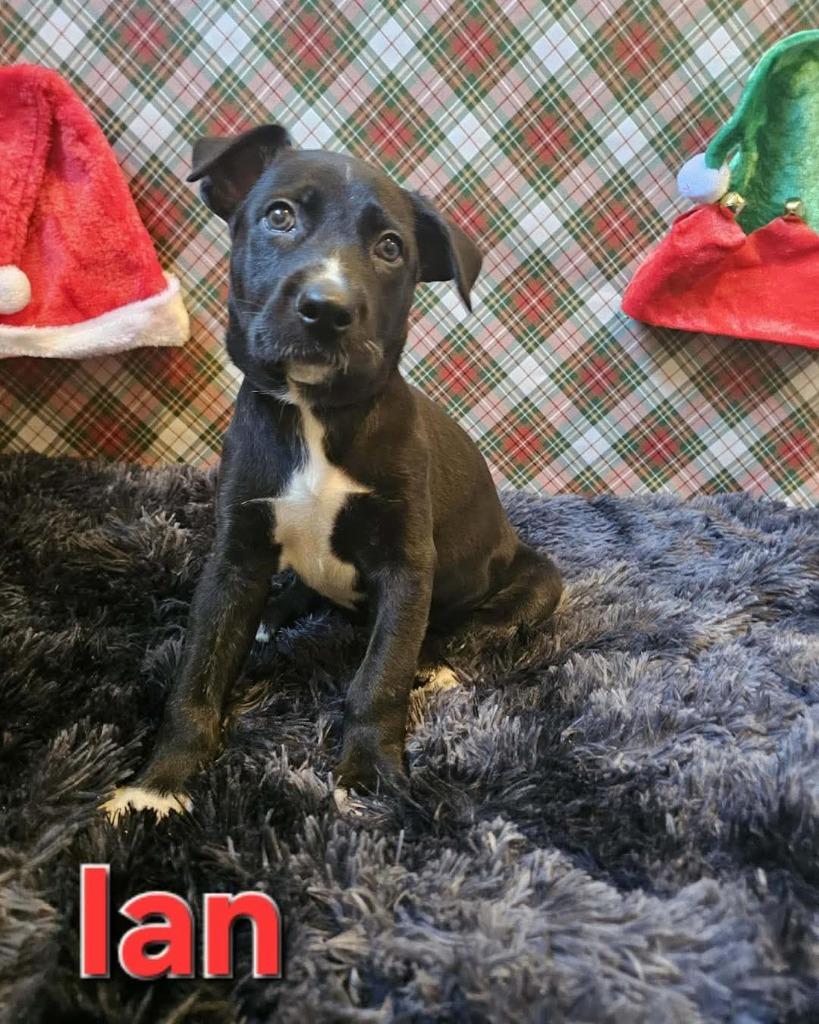 Enlarge Ian, a Adopted Dutch Shepherd in Valparaiso, IN image 1/1