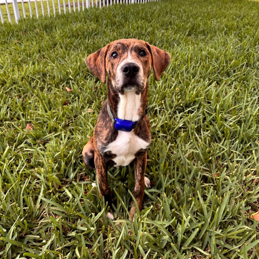 Enlarge Paco, a Adoptable Mixed Breed in Juno Beach, FL image 1/1