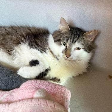 Matt, Adoptable, Young Male Domestic Long Hair.