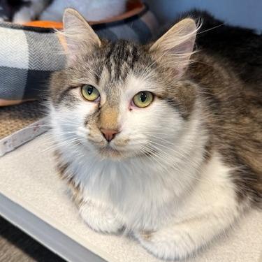Enlarge Matt, a Adoptable Domestic Long Hair in Washougal, WA image 2/2