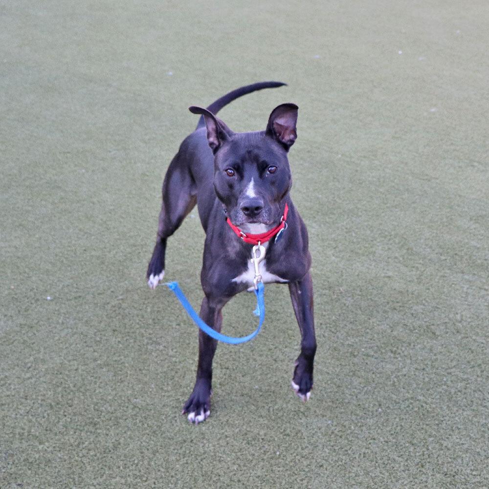 Enlarge Peaches, a Adoptable mixed breed in Port Washington, NY image 1/6