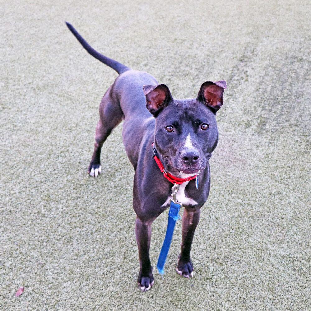 Enlarge Peaches, a Adoptable mixed breed in Port Washington, NY image 2/6