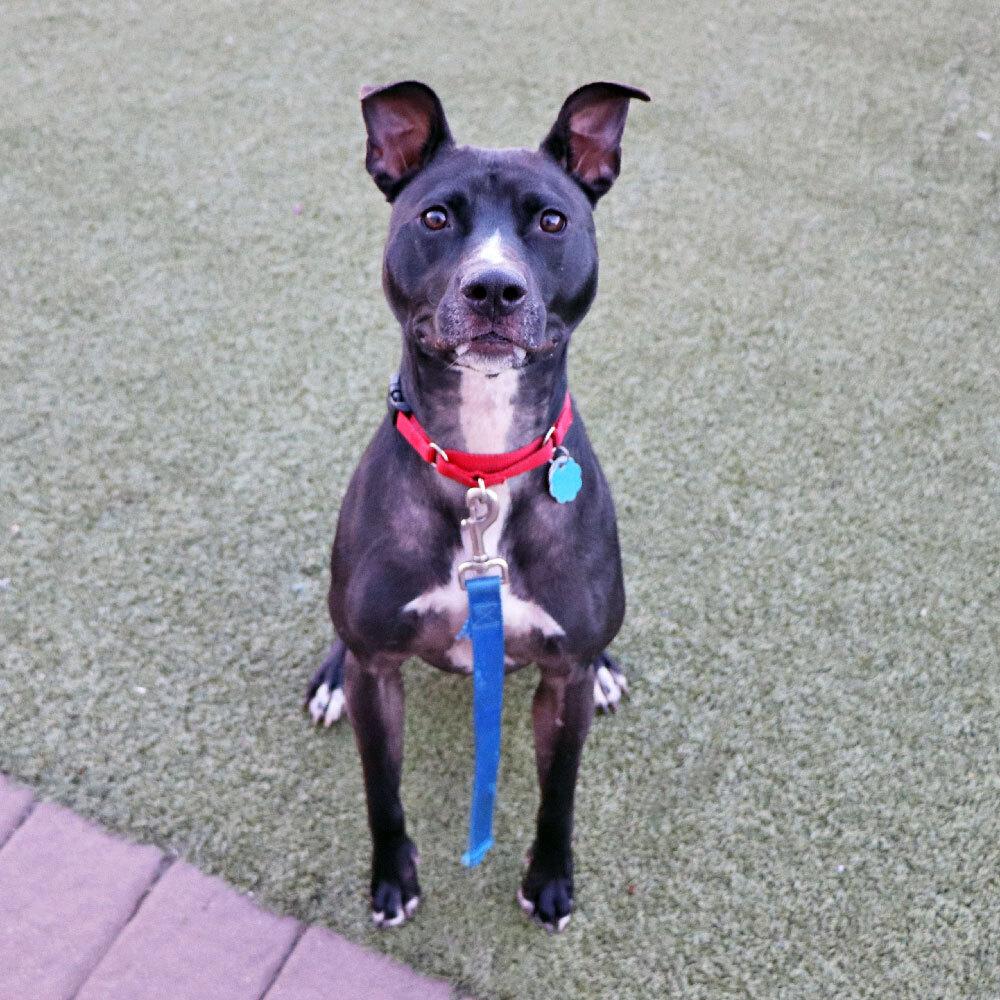 Enlarge Peaches, a Adoptable mixed breed in Port Washington, NY image 3/6