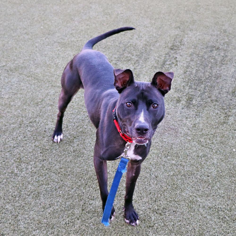 Enlarge Peaches, a Adoptable mixed breed in Port Washington, NY image 5/6