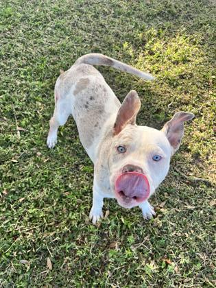 Goober, ADOPTABLE, Adult Male Pit Bull Terrier & Catahoula Leopard Dog.