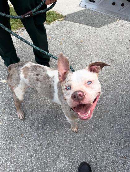 Enlarge Goober, a ADOPTABLE mixed breed in Inverness, FL image 3/3