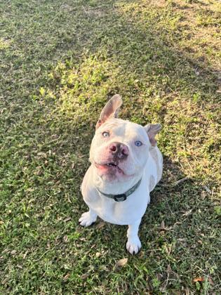 Enlarge Goober, a ADOPTABLE mixed breed in Inverness, FL image 2/3