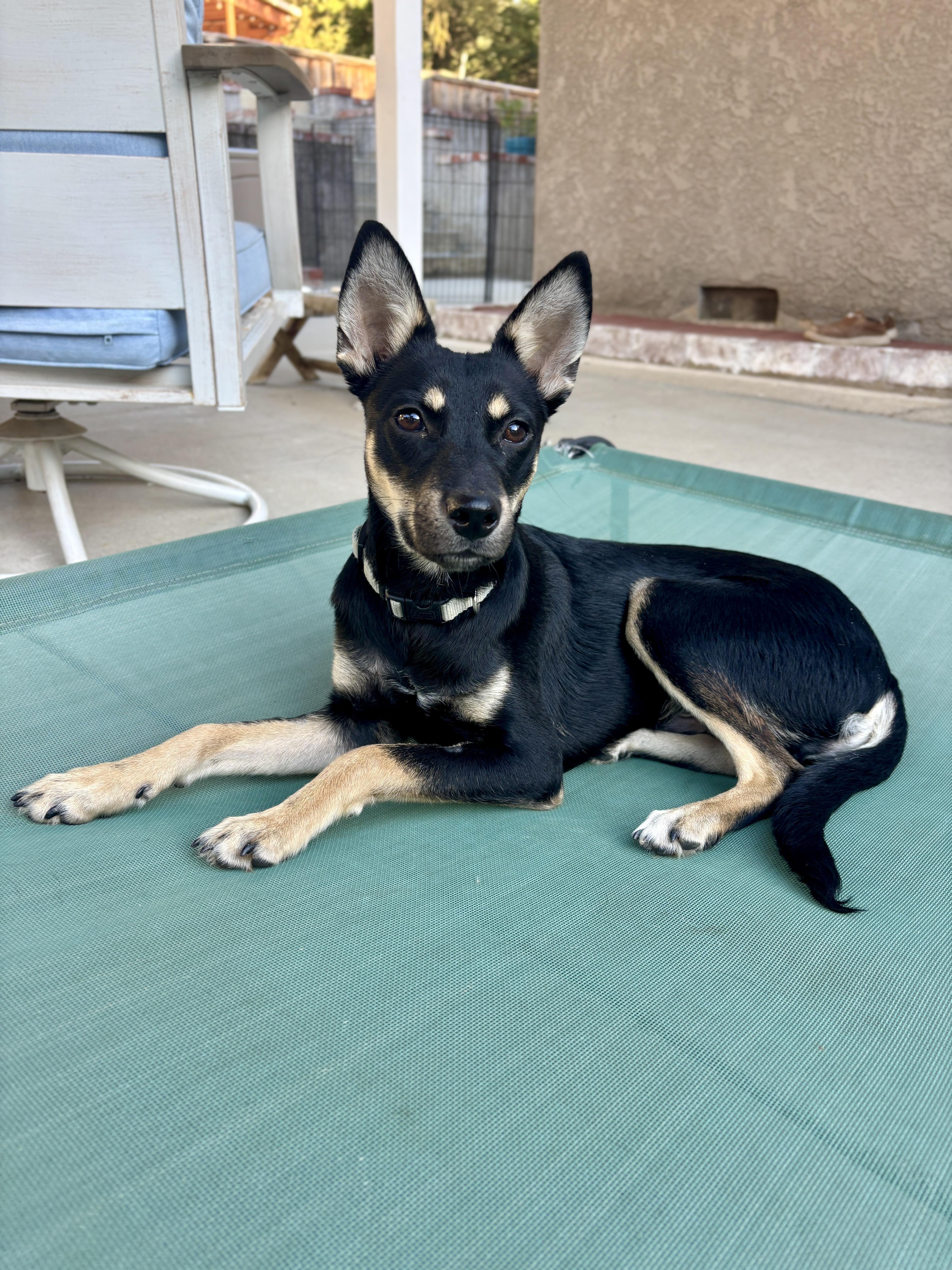 Enlarge MILES, a ADOPTABLE mixed breed in Arroyo Grande, CA image 2/6