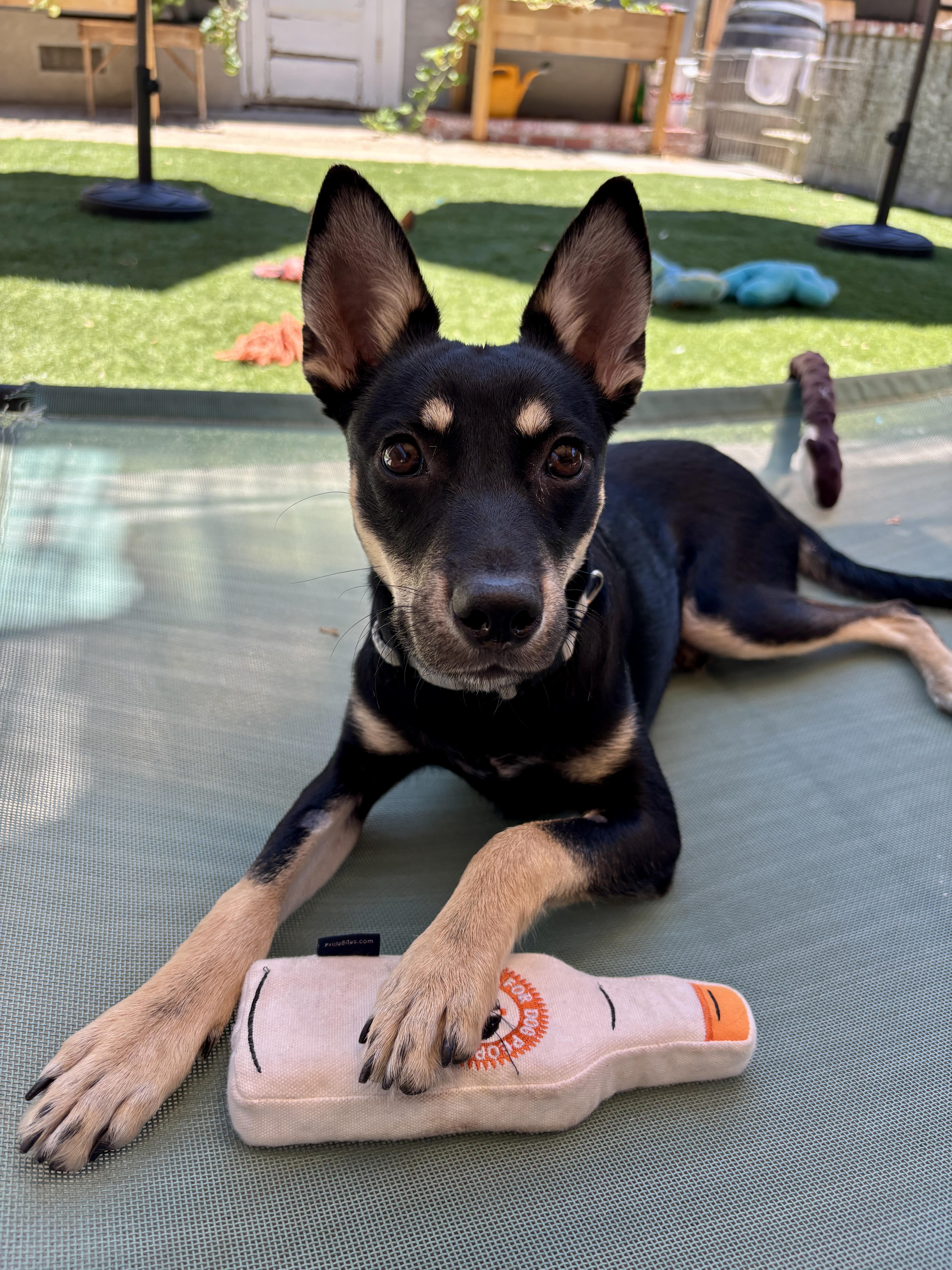 Enlarge MILES, a ADOPTABLE mixed breed in Arroyo Grande, CA image 4/6