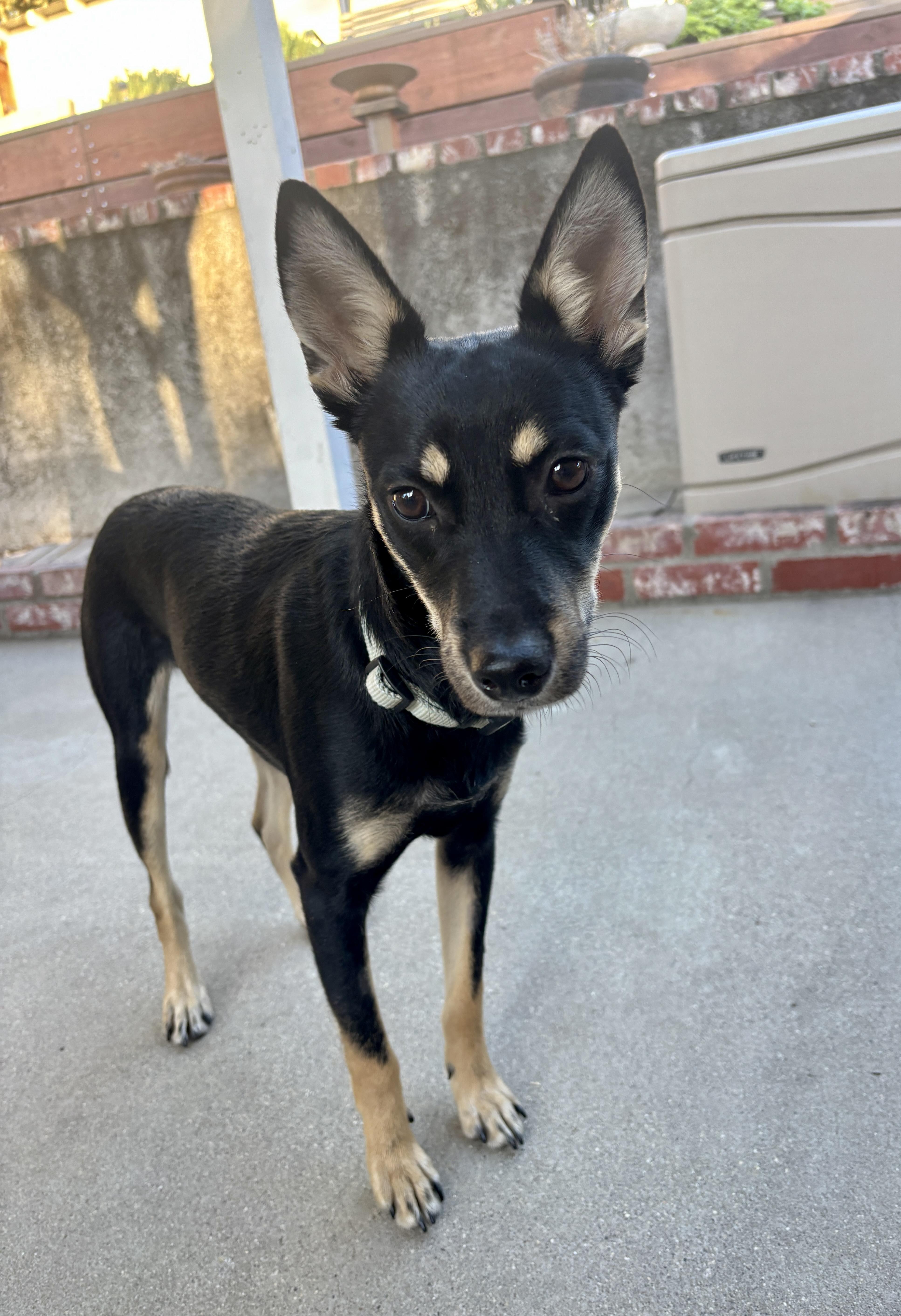 Enlarge MILES, a ADOPTABLE mixed breed in Arroyo Grande, CA image 3/6