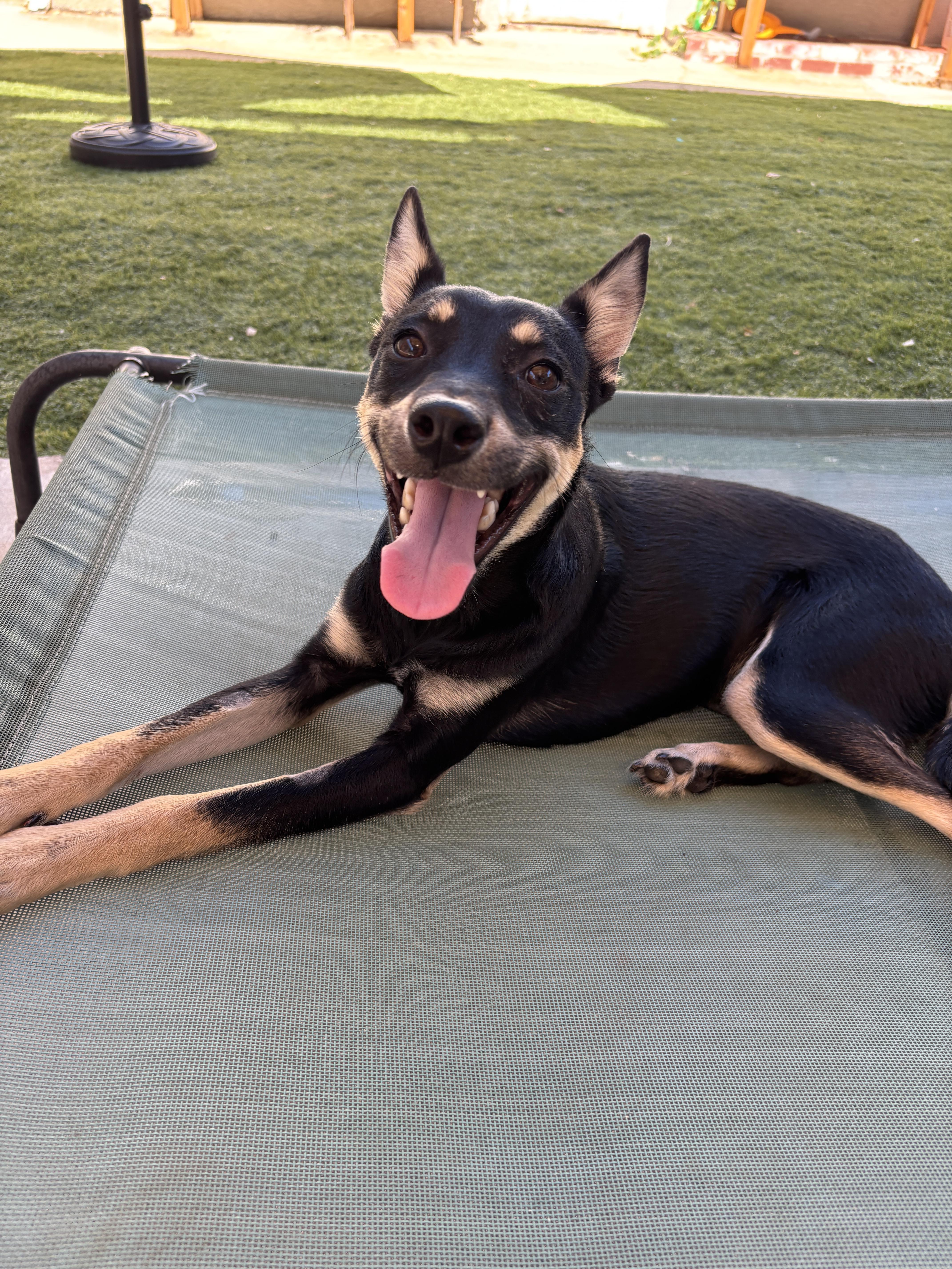 Enlarge MILES, a ADOPTABLE mixed breed in Arroyo Grande, CA image 6/6
