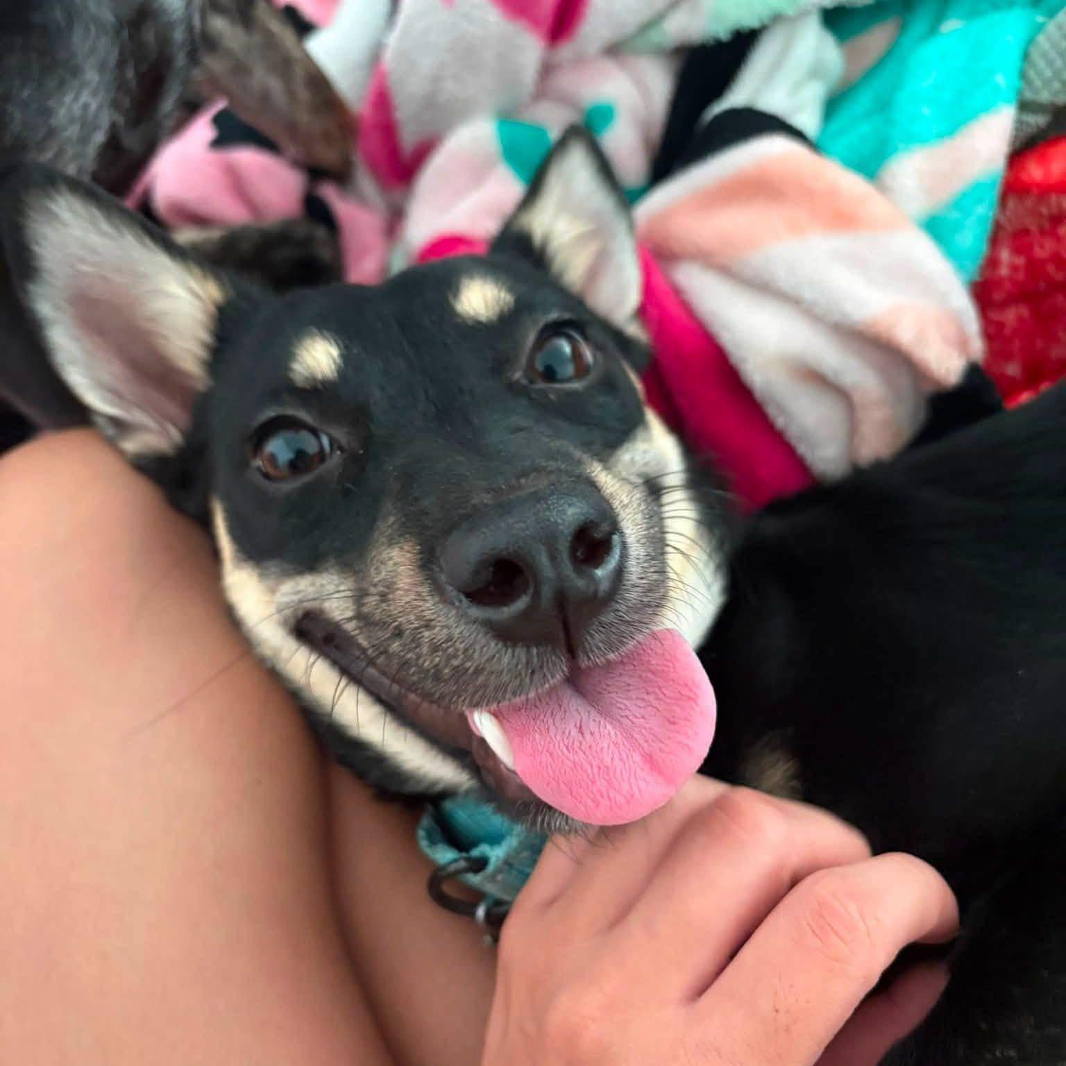 Enlarge MILES, a ADOPTABLE mixed breed in Arroyo Grande, CA image 5/6
