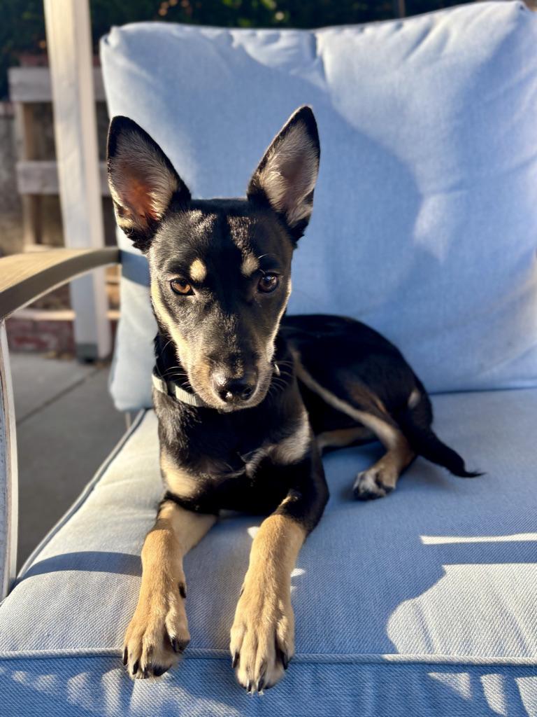 MILES, ADOPTABLE, Young Male Rat Terrier.