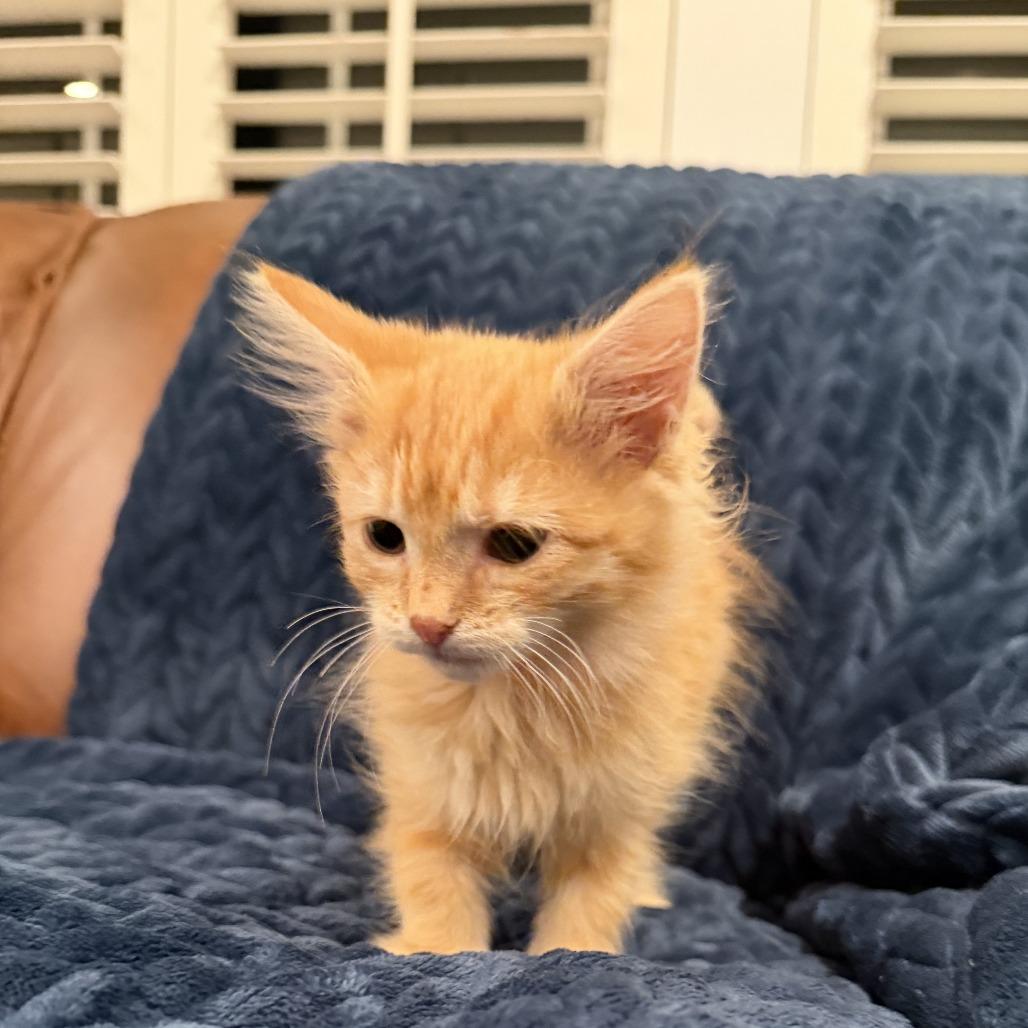 Enlarge Citrine, a Adoptable Domestic Long Hair in Lexington, KY image 2/6