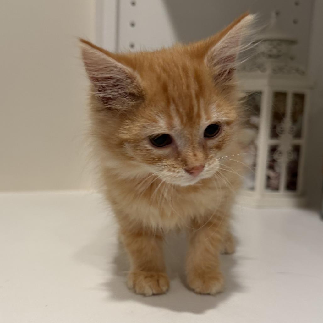 Enlarge Citrine, a Adoptable Domestic Long Hair in Lexington, KY image 3/6