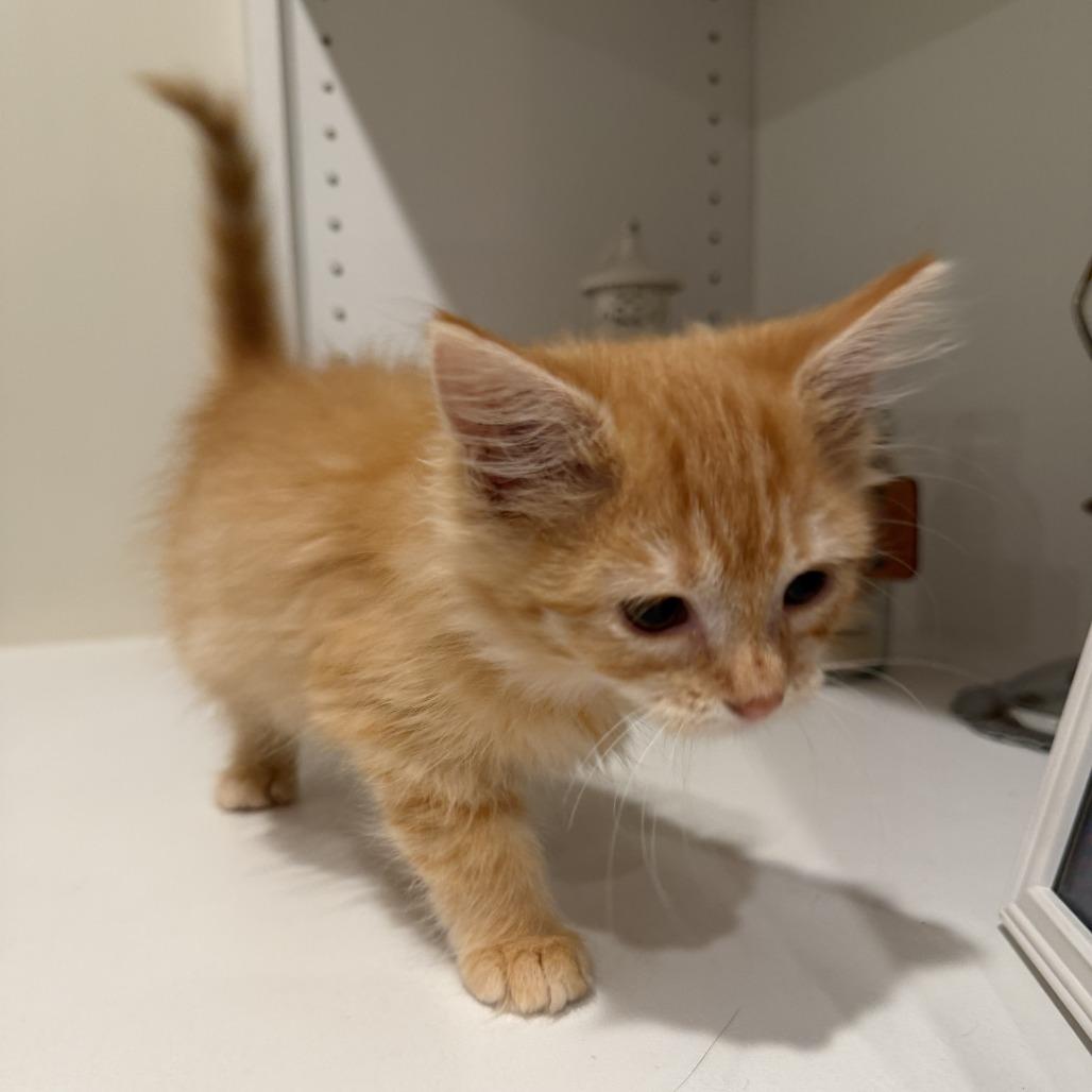 Enlarge Citrine, a Adoptable Domestic Long Hair in Lexington, KY image 4/6