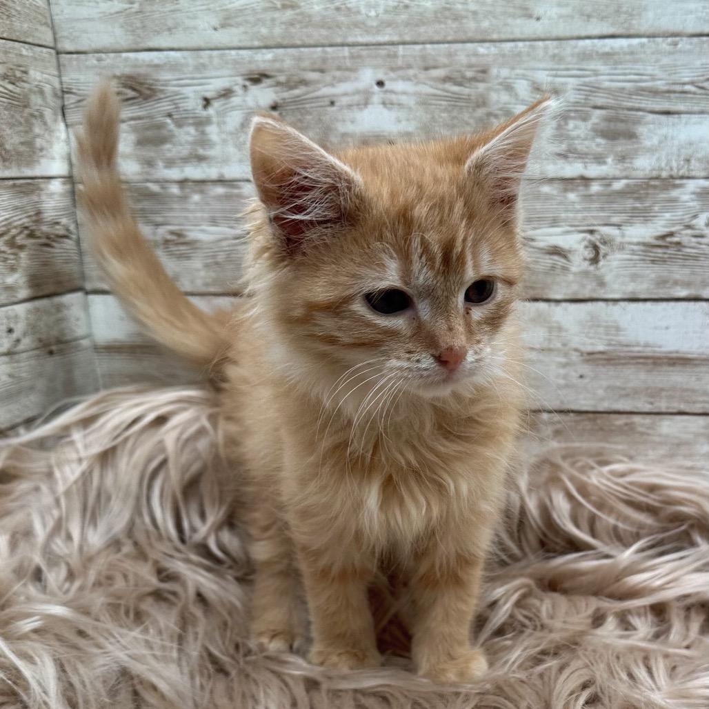 Enlarge Citrine, a Adoptable Domestic Long Hair in Lexington, KY image 5/6