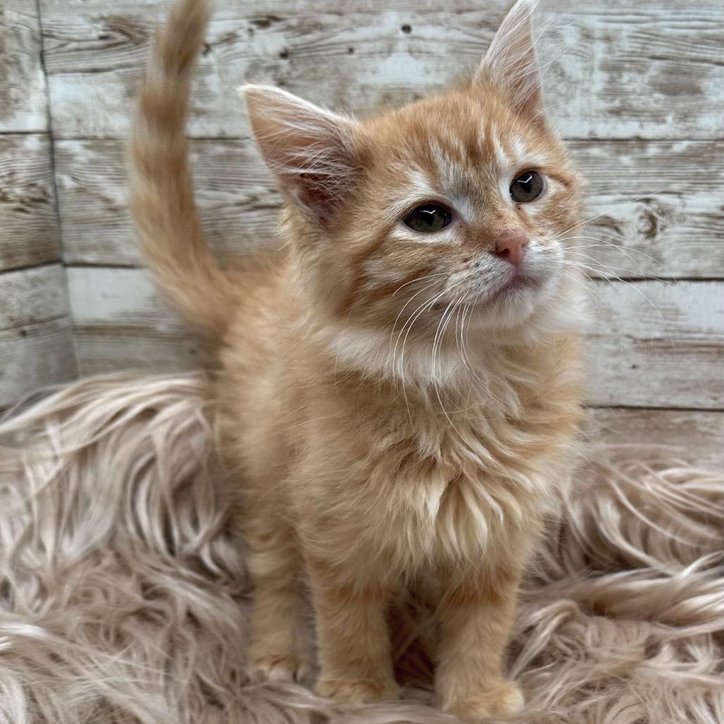 Enlarge Citrine, a Adoptable Domestic Long Hair in Lexington, KY image 1/6