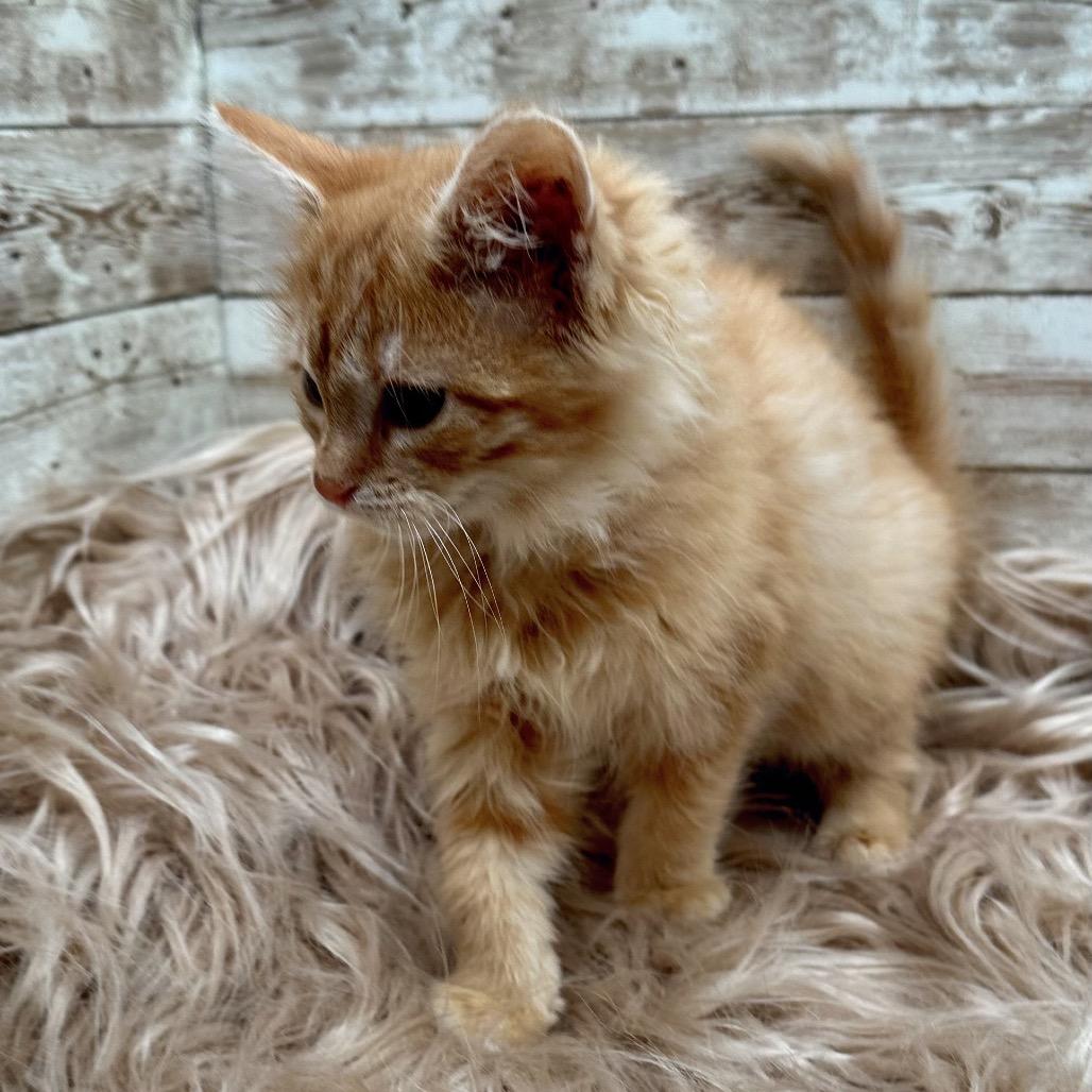 Enlarge Citrine, a Adoptable Domestic Long Hair in Lexington, KY image 6/6