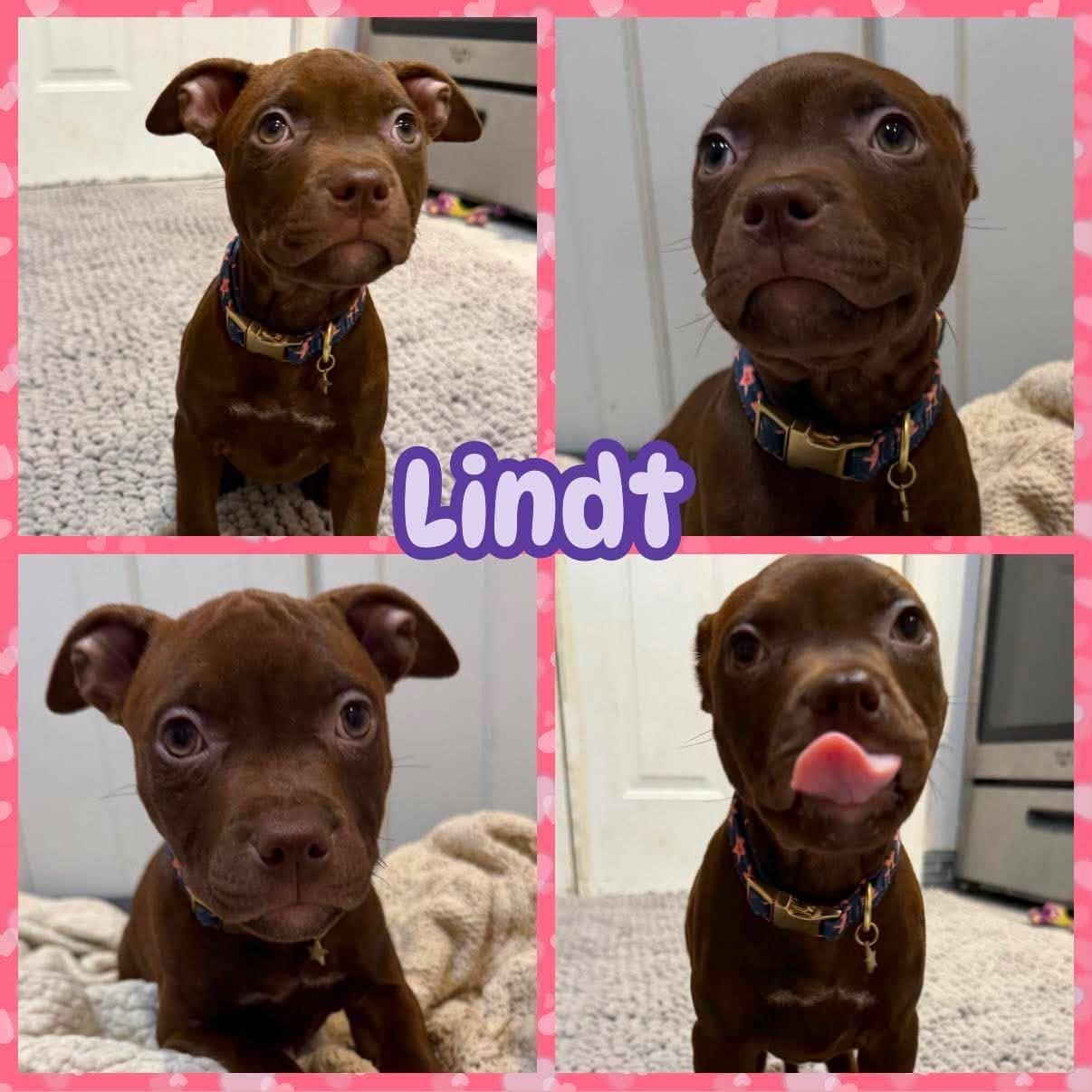 Enlarge Lindt, a Adopted mixed breed in Ringwood, NJ image 1/1