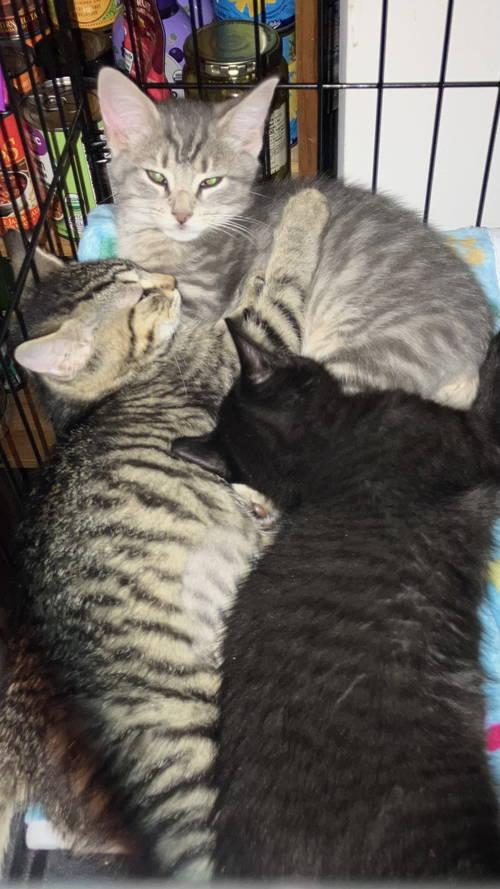 Max Steel  Willow thumbnail 2