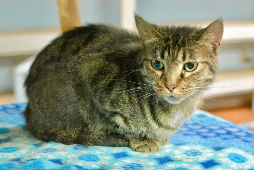 Enlarge Belle, a Adoptable Tabby in Maryville, TN image 2/4
