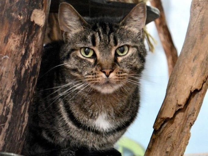 Enlarge Belle, a Adoptable Tabby in Maryville, TN image 3/4