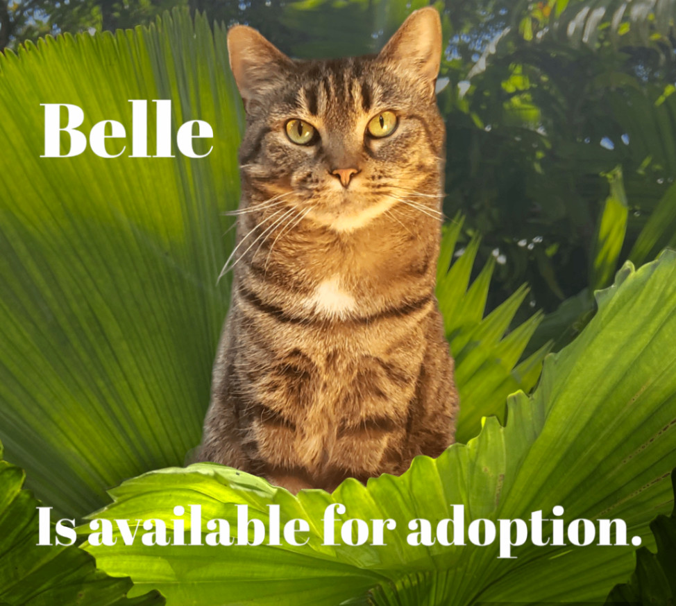 Enlarge Belle, a Adoptable Tabby in Maryville, TN image 1/4