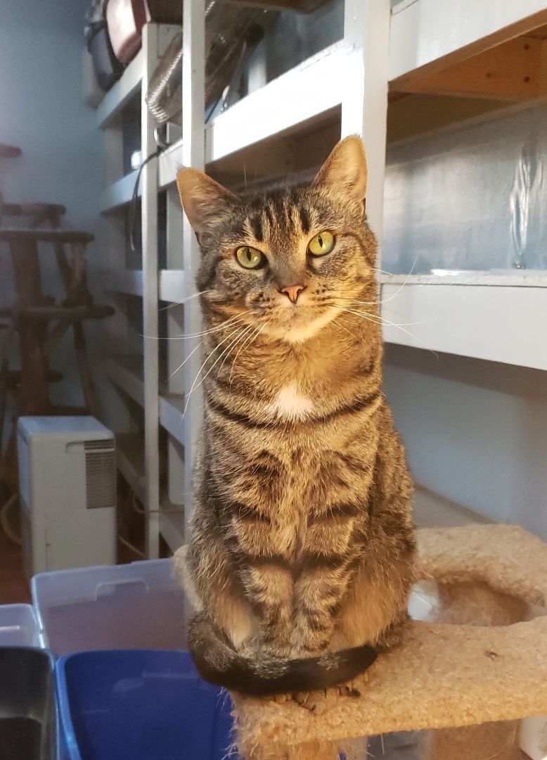 Enlarge Belle, a Adoptable Tabby in Maryville, TN image 4/4