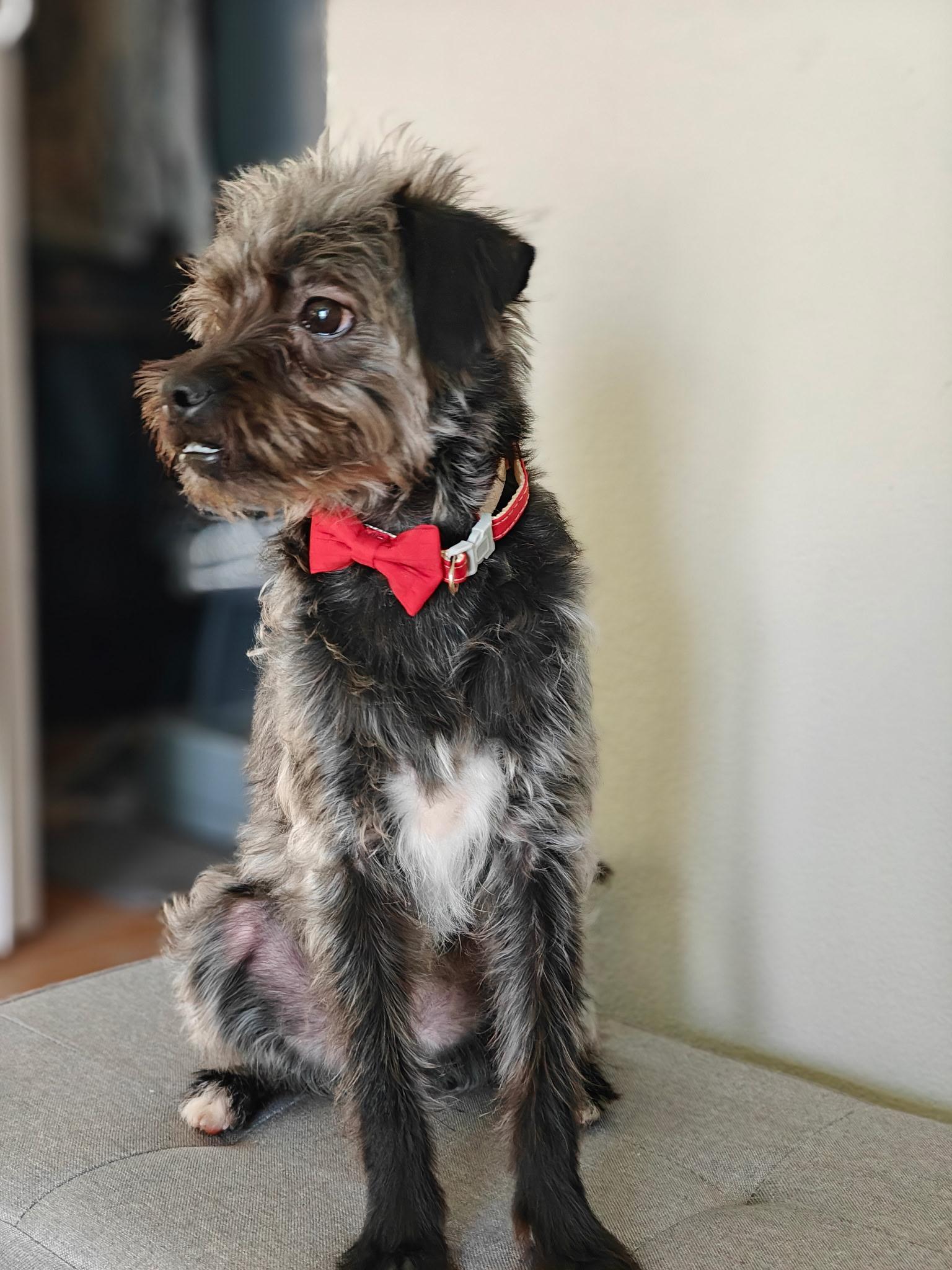 Enlarge Mikey, an adopted mixed breed in West Valley, UT image 3/5