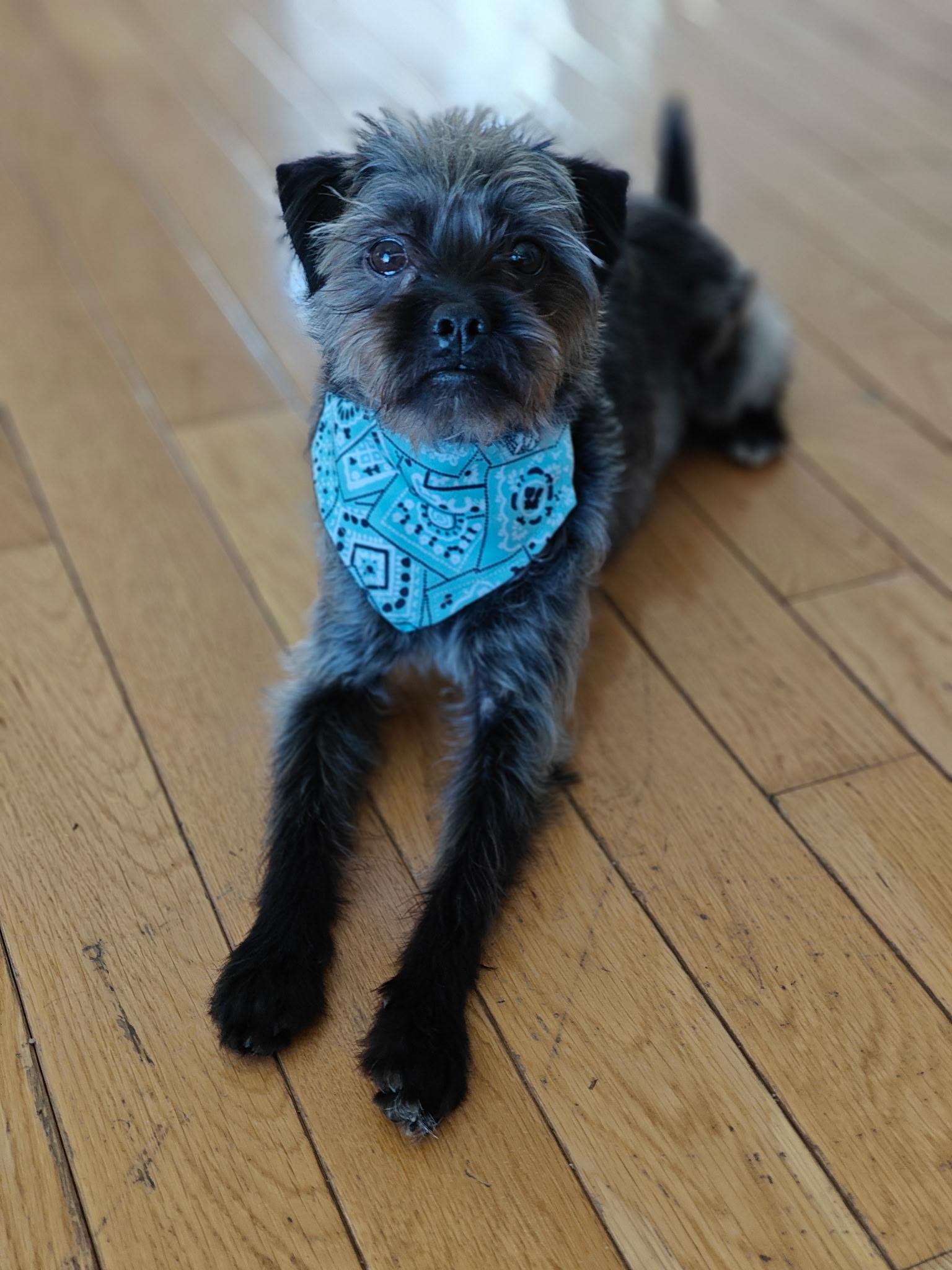 Enlarge Mikey, an adopted mixed breed in West Valley, UT image 2/5
