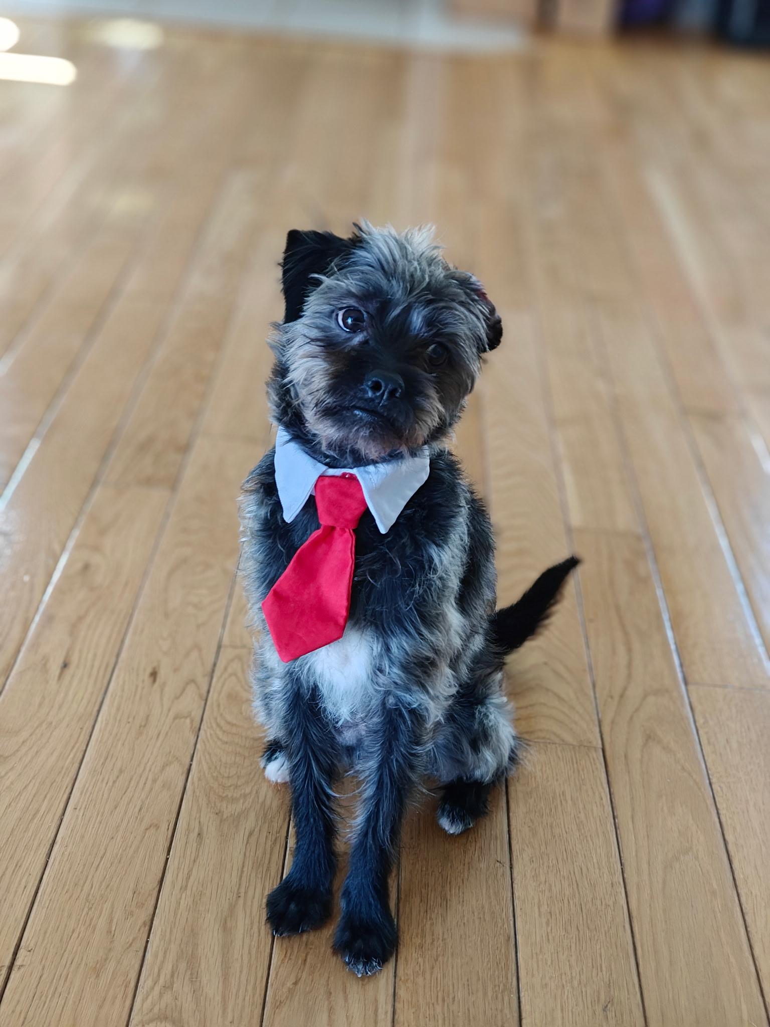 Enlarge Mikey, an adopted mixed breed in West Valley, UT image 1/5