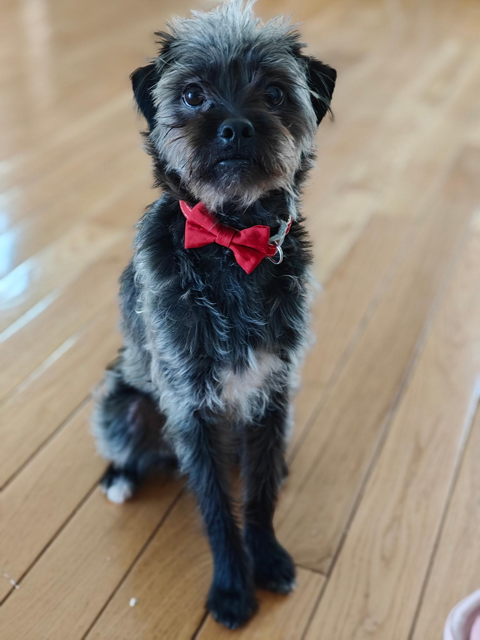 Enlarge Mikey, an adopted mixed breed in West Valley, UT image 5/5
