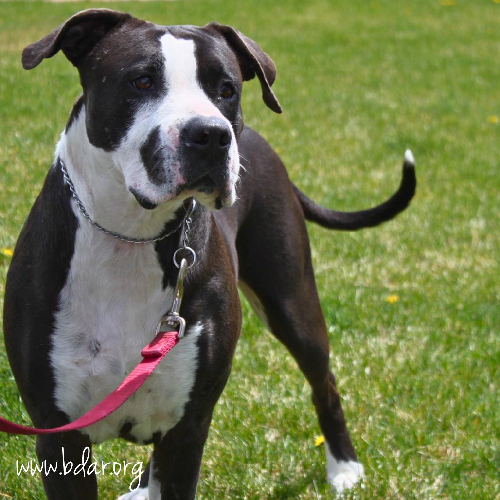 Mindy, Adoptable, Adult Female Pit Bull Terrier & Mixed Breed.