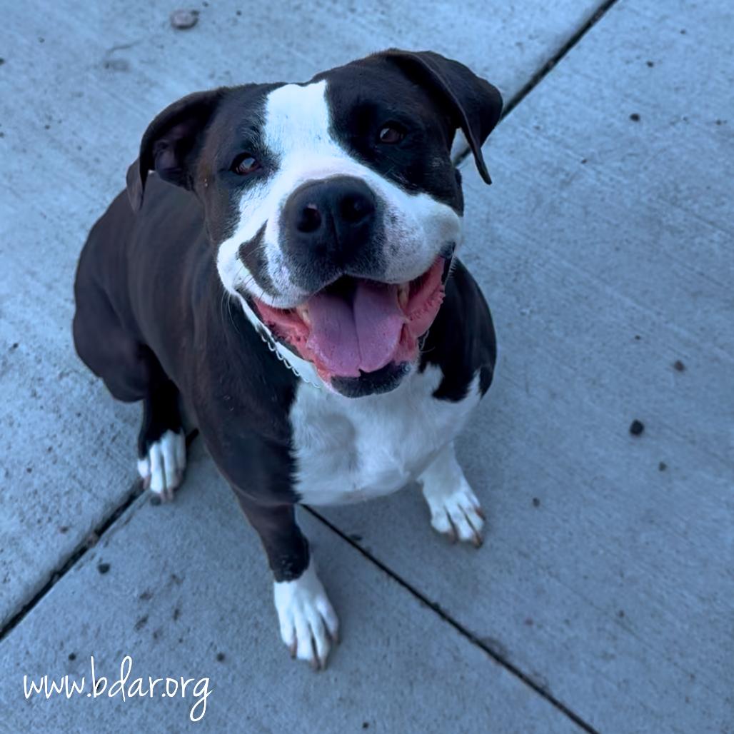 Enlarge Mindy, a Adoptable mixed breed in Cheyenne, WY image 2/5