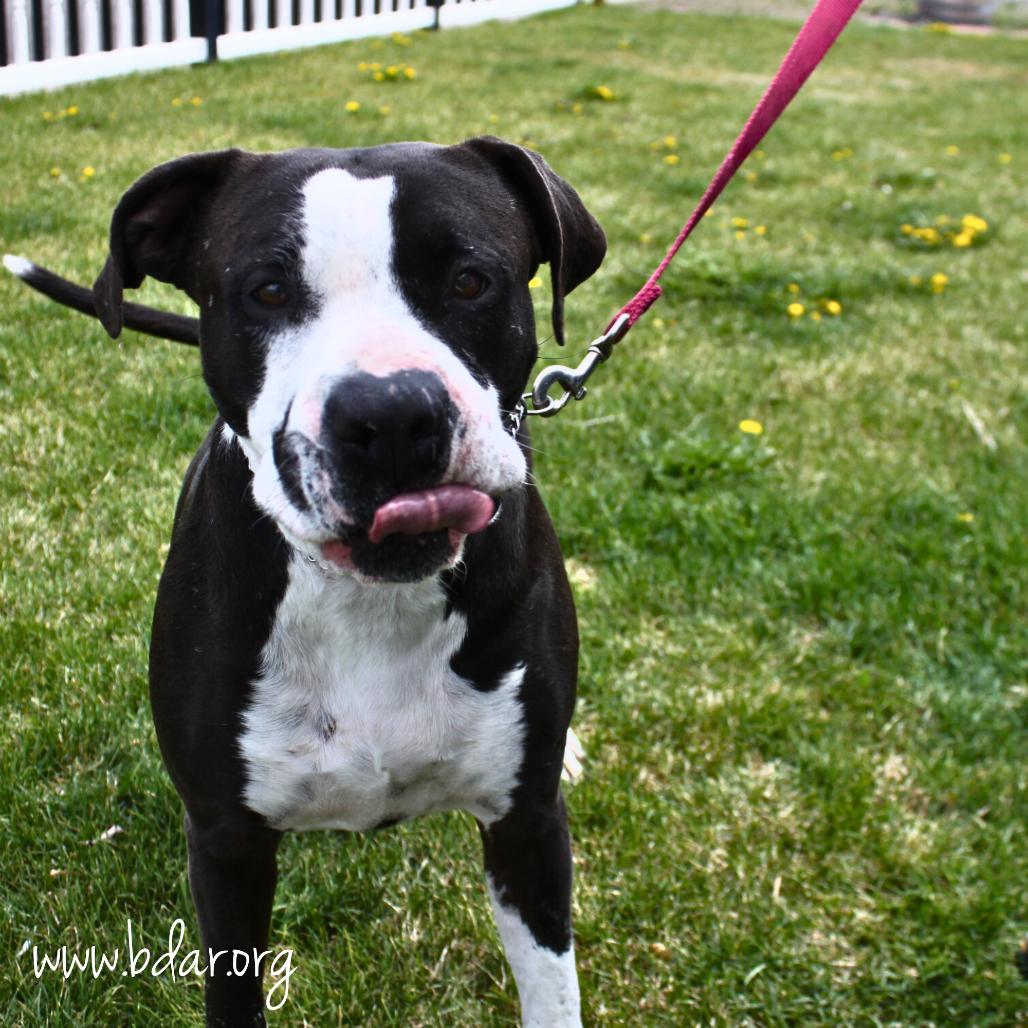 Enlarge Mindy, a Adoptable mixed breed in Cheyenne, WY image 4/5