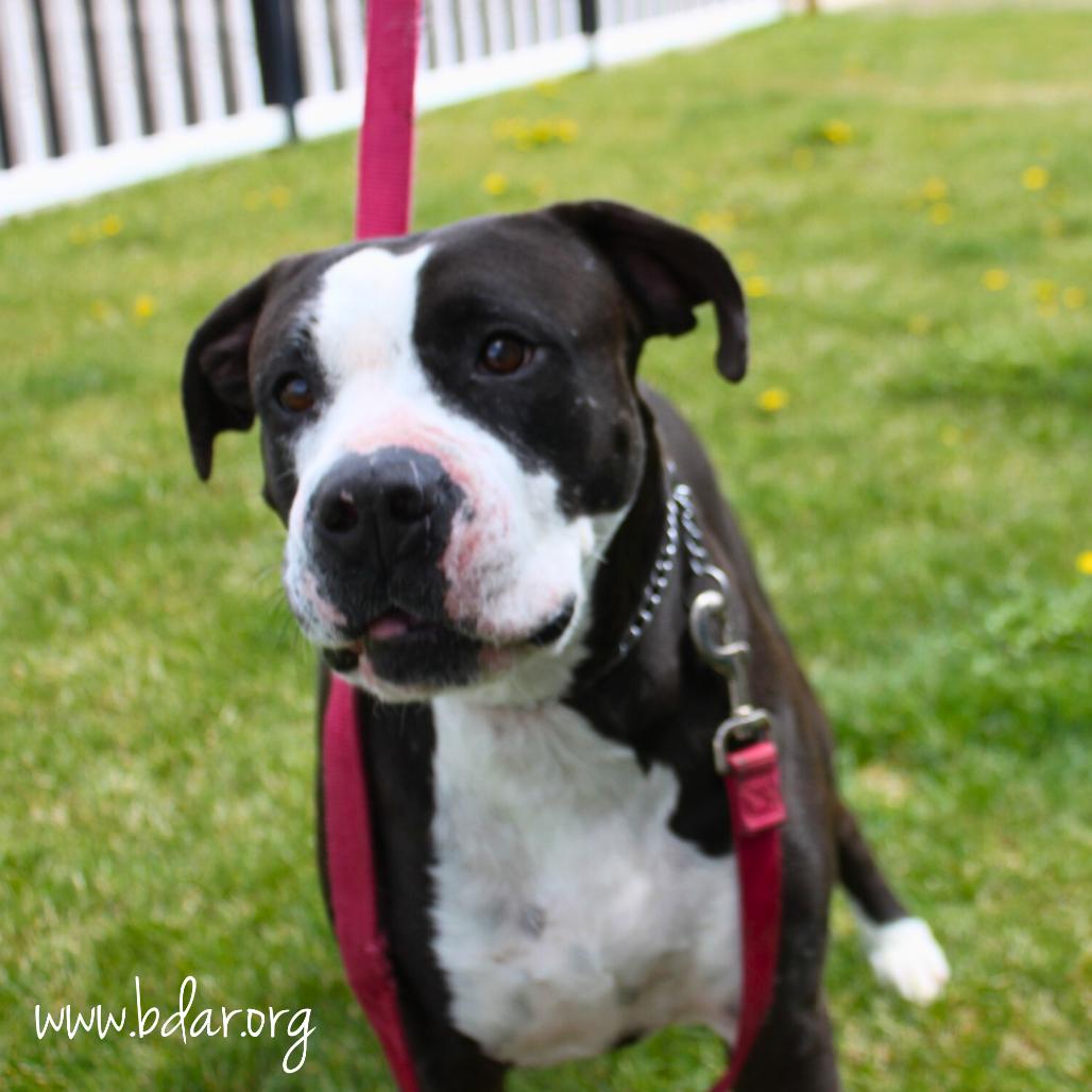 Enlarge Mindy, a Adoptable mixed breed in Cheyenne, WY image 5/5