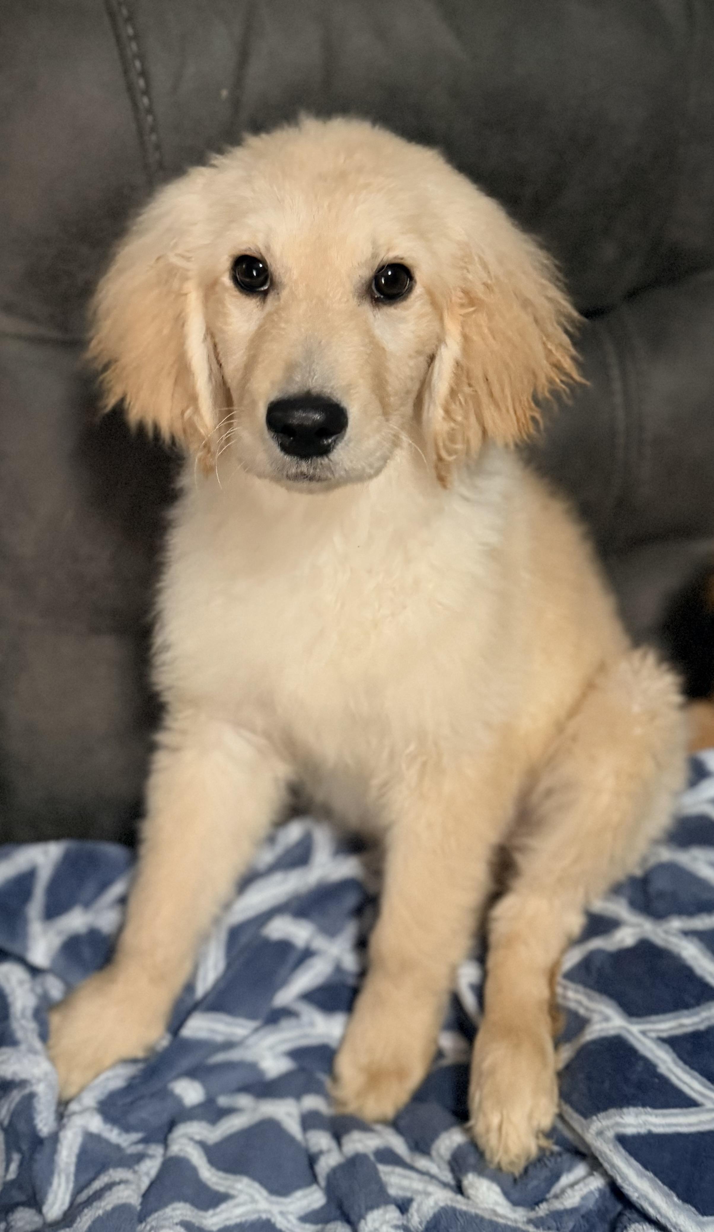 Enlarge Sandy, a Adoptable mixed breed in Yuba City, CA image 3/3