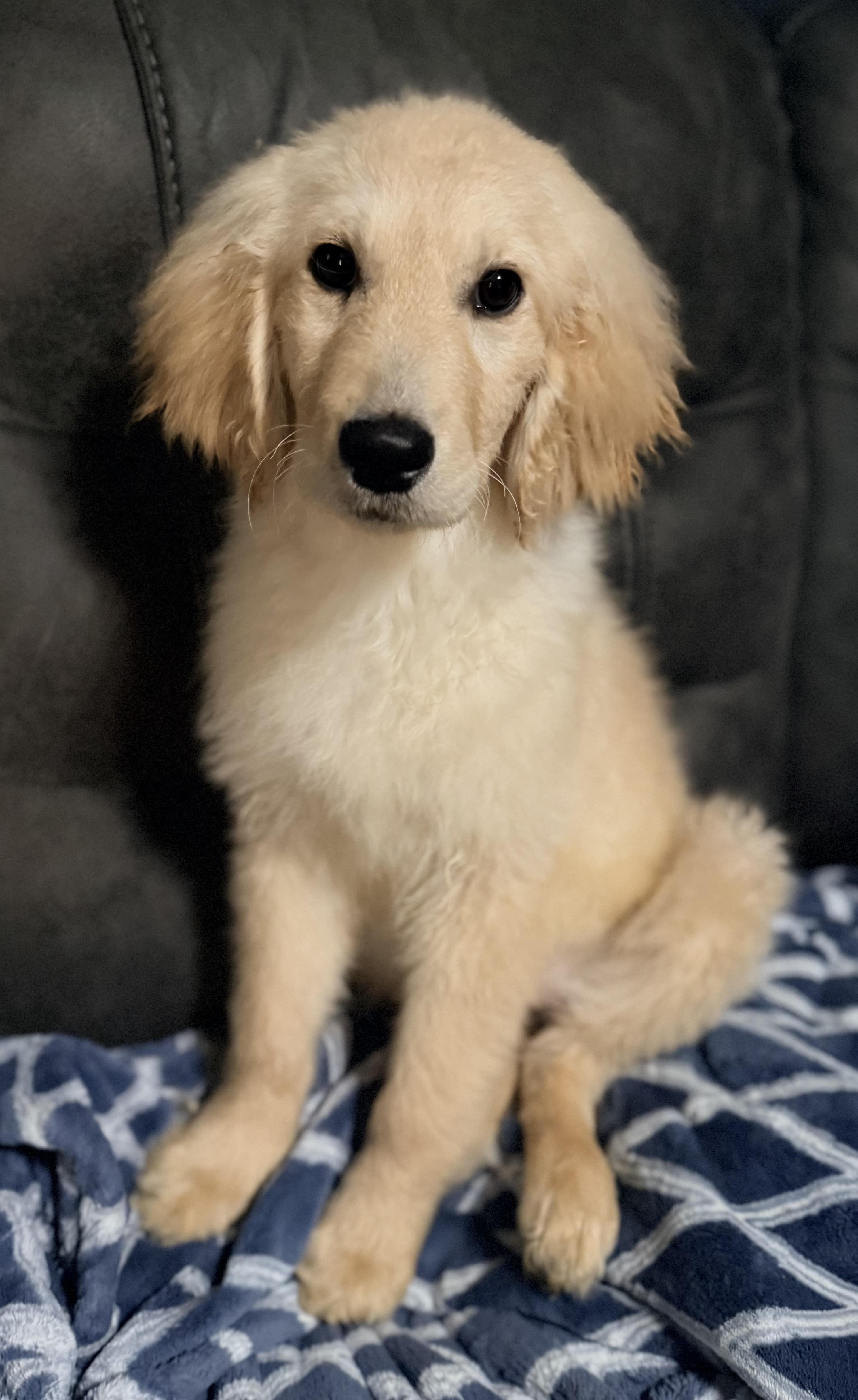 Enlarge Sandy, a Adoptable mixed breed in Yuba City, CA image 1/3
