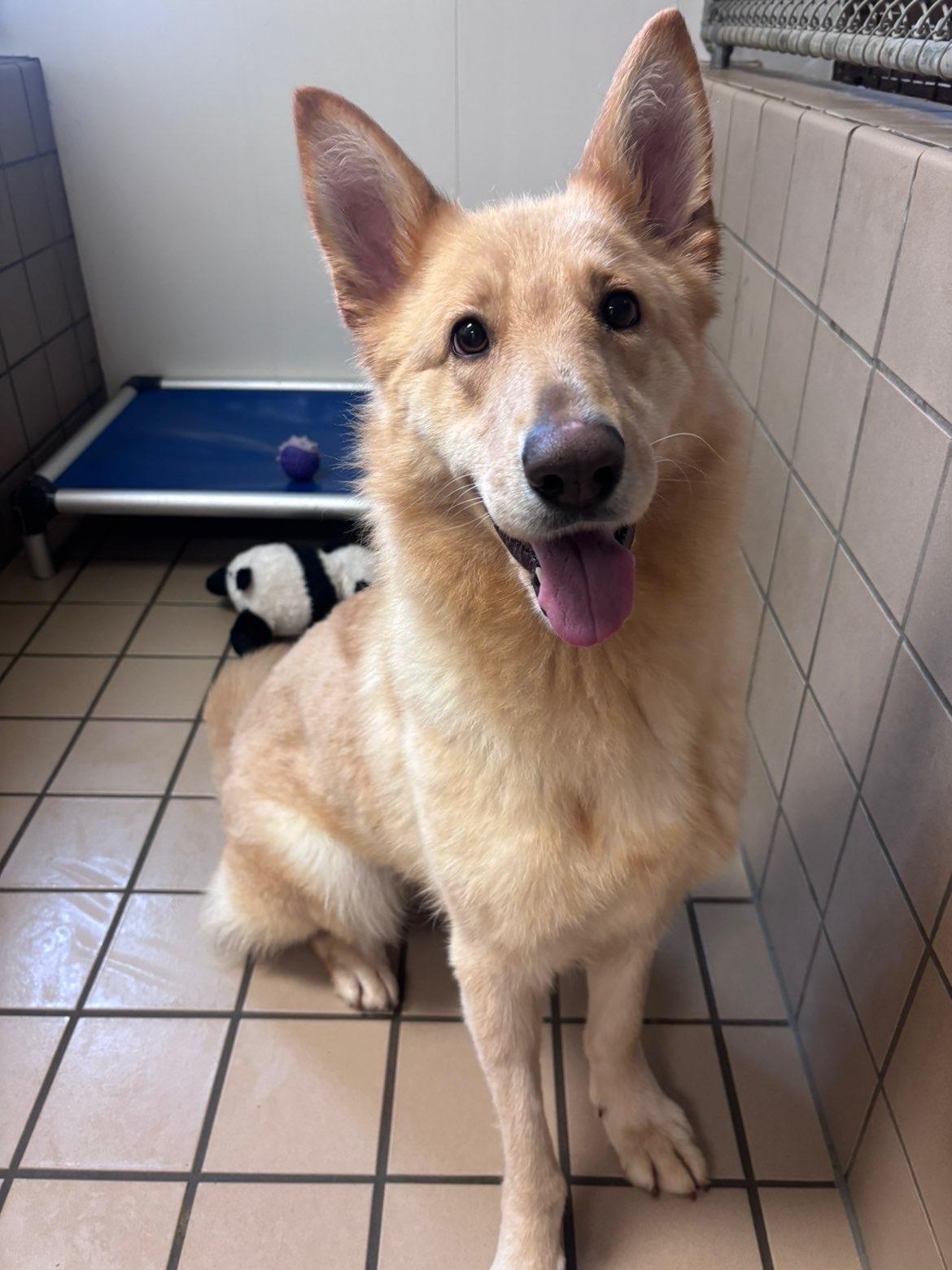 Misha, Adoptable, Adult Female German Shepherd Dog.