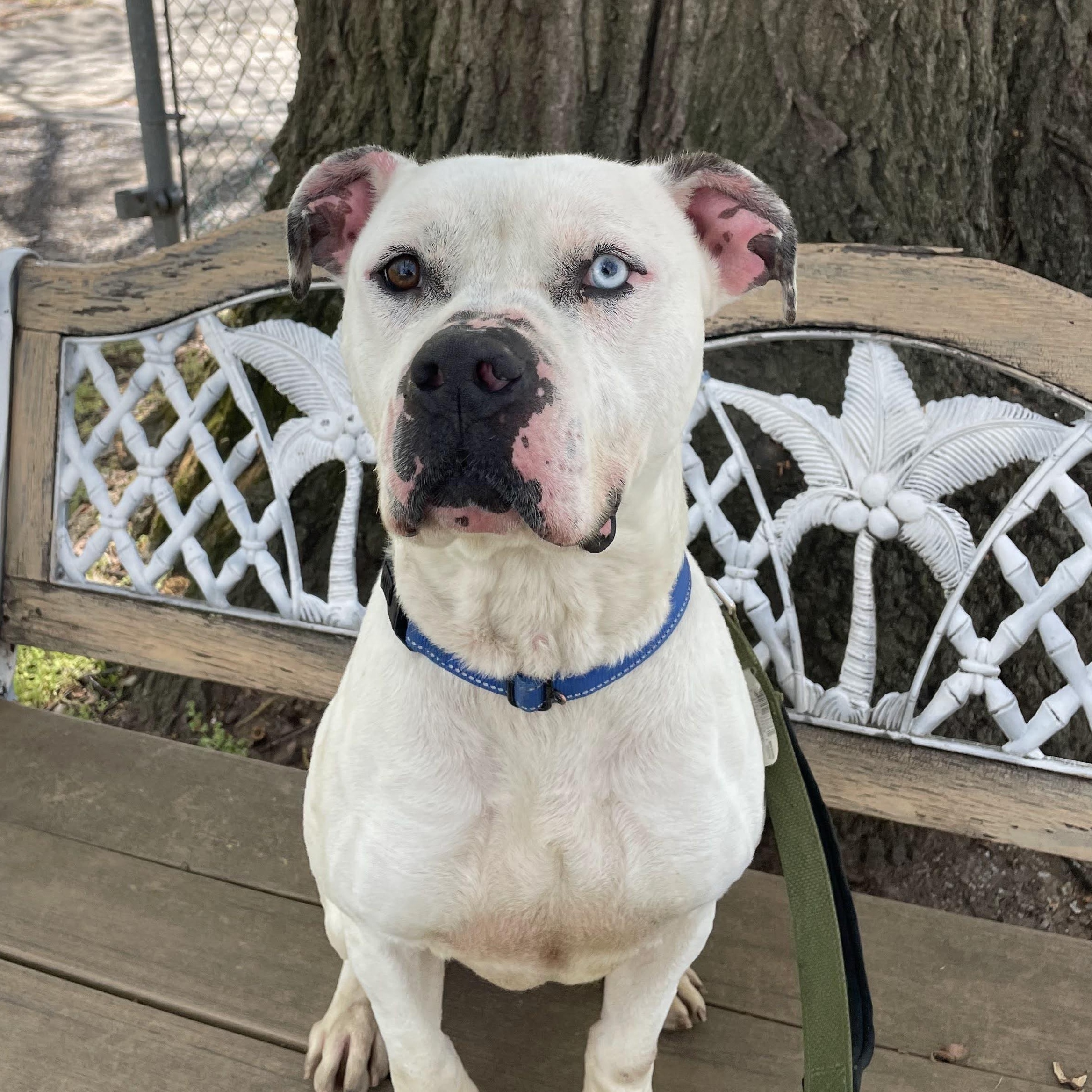 Ernie , ADOPTABLE, Adult Male American Staffordshire Terrier.