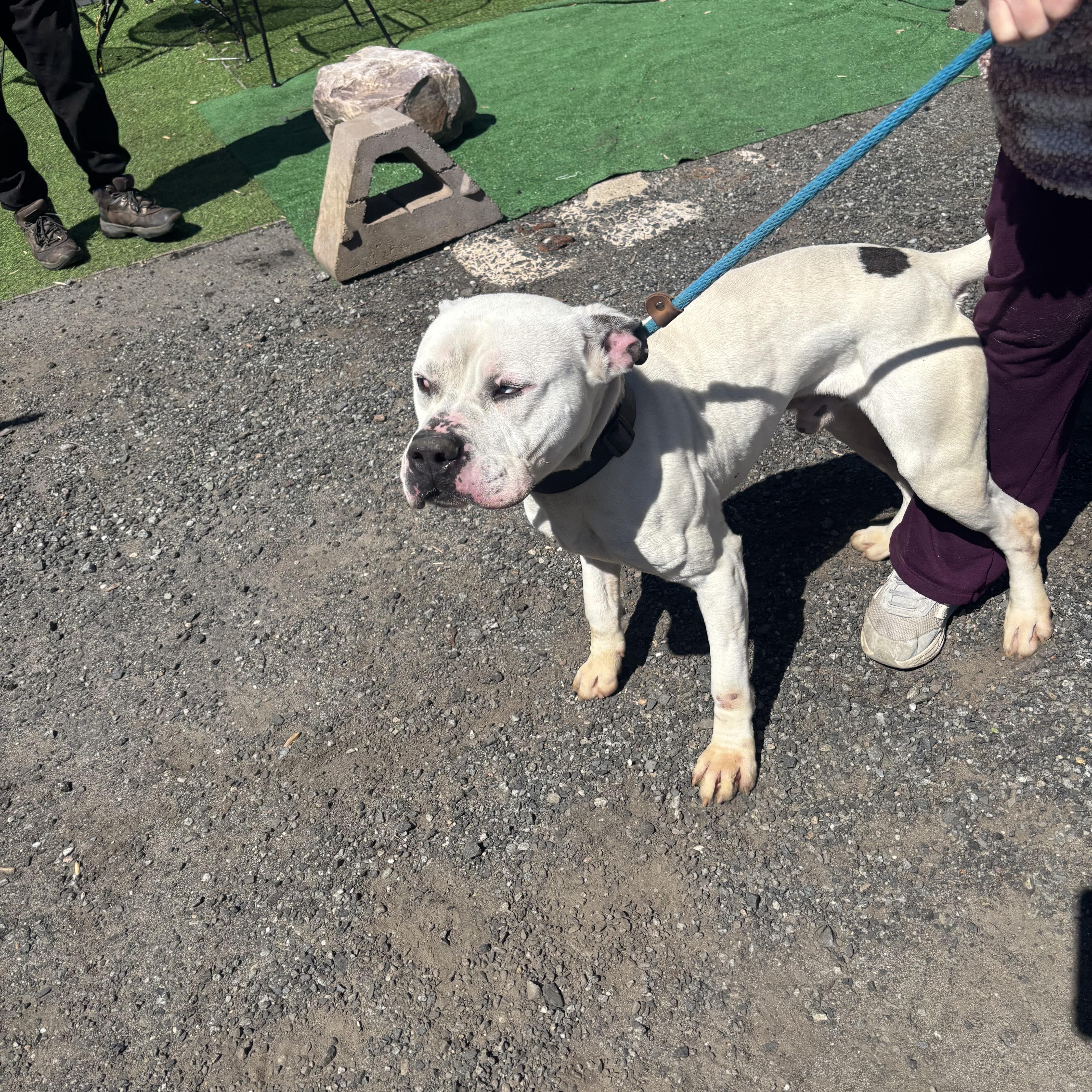 Enlarge Ernie , a ADOPTABLE American Staffordshire Terrier in East Orange, NJ image 2/2